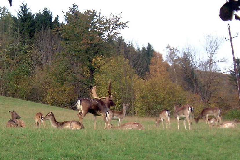 ©Gasthof Hofbauer
