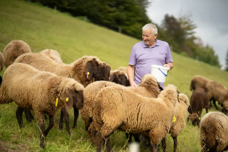 Sepplwirt: Schafe ©kumpPhotography